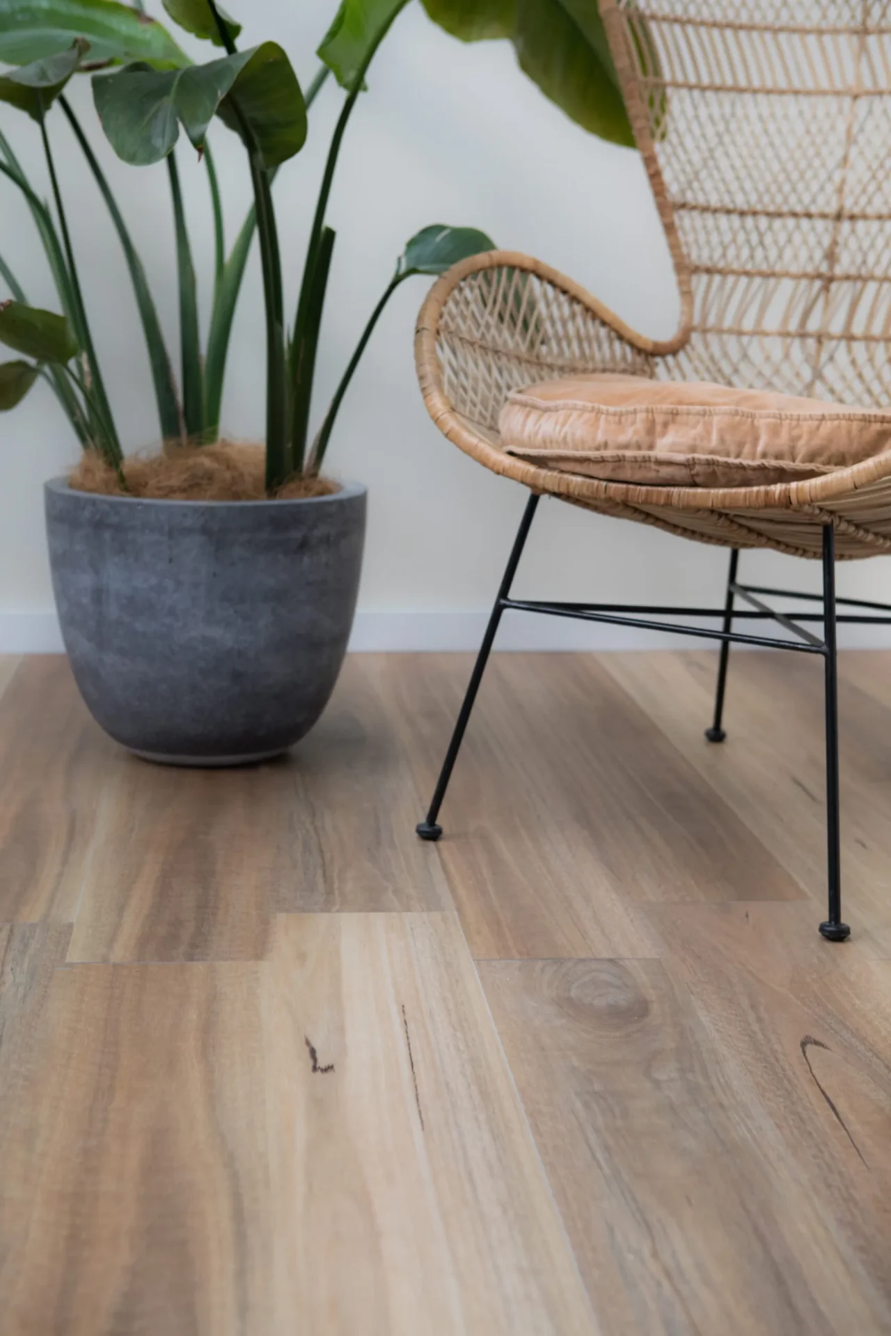 Spotted Gum Scaled